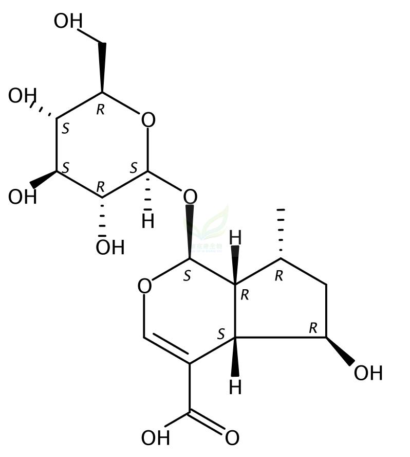 8-去氢山栀苷,8-dehydroxy shanzhiside