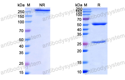 抗 HPV18 L1/Major capsid protein L1 抗体,Anti-HPV18 L1/Major capsid protein L1 Antibody (H18L1-A) (DVV11801)