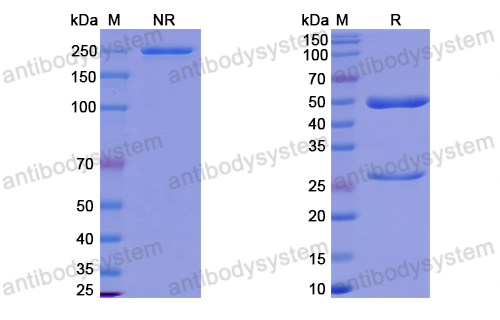 抗-HPV59 L1/Major capsid protein L1 (Iv0006),L1/Major capsid protein L1