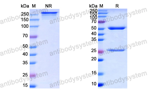 抗-HPV B19/B19V VP1/Coat protein VP1 (Iv0009) VVV19802,VP1/Coat protein VP1