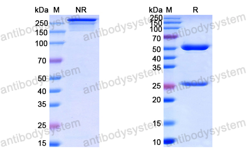 抗-HPV16 L2/Minor capsid protein L2 (Iv0015),L2/Minor capsid protein L2