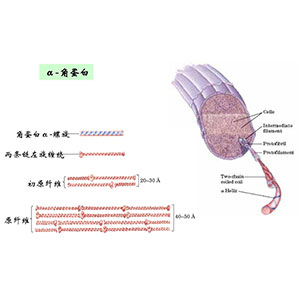 角蛋白,KERATIN