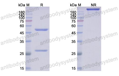 抗-DNA-RNA雜交抗體,Anti-DNA-RNA Hybrid Antibody(S9.6) (RGK60001)