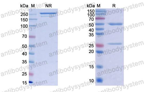 抗-dsDNA Antibody (3E10#),dsDNA