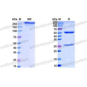 Anti-HPV18 L1/Major capsid protein L1 Antibody (H18L1-A) (DVV11801)