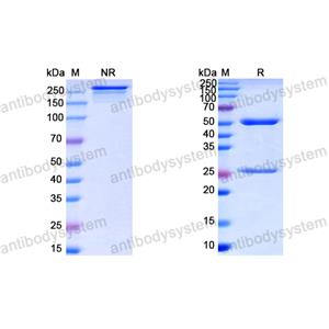中和抗体-HPV B19/B19V VP1/Coat protein VP1 (Iv0009) VVV19802