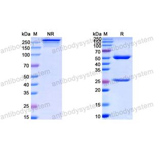 中和抗体-HPV16 L2/Minor capsid protein L2 (Iv0015) VVV20802