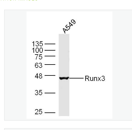 Anti-Runx3  antibody-Runx3抗体,Runx3