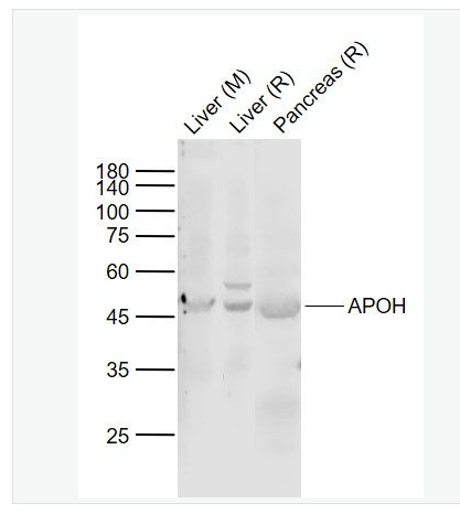 Anti-APOH  antibody-载脂蛋白H抗体,APOH