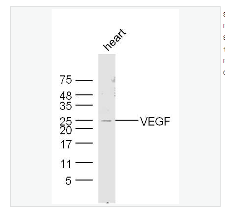 Anti-VEGFA   antibody-血管内皮生长因子抗体,VEGFA