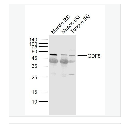 Anti-GDF8 antibody-生长分化因子8抗体,GDF8