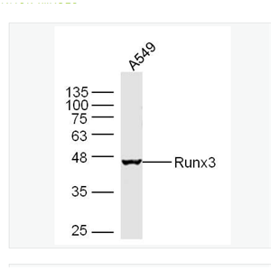 Anti-Runx3  antibody-Runx3抗体