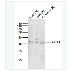 Anti-APOH  antibody-载脂蛋白H抗体
