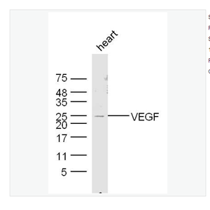 Anti-VEGFA   antibody-血管内皮生长因子抗体