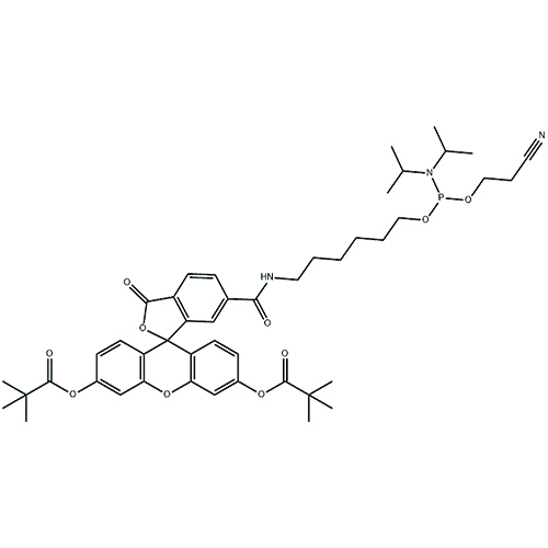 5'-荧光素氨基磷酸酯,5'(6)-FAM