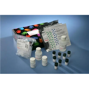 PCR片段纯化回收试剂盒