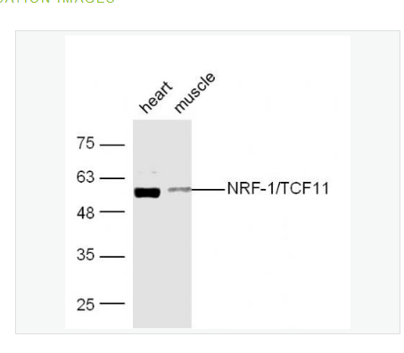 Anti-NRF1 antibody-核呼吸因子-1抗體,NRF1