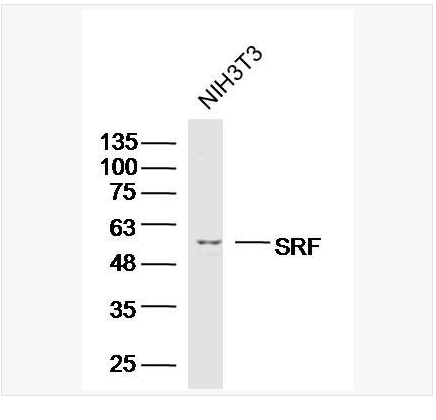 Anti-SRF antibody-血清应答因子抗体,SRF