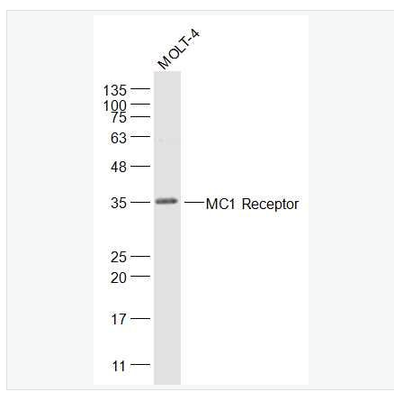 Anti-MC1R antibody-黑皮质素-1受体抗体,MC1R