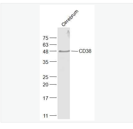 Anti-CD38  antibody-CD38抗体,CD38
