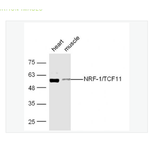 Anti-NRF1 antibody-核呼吸因子-1抗体