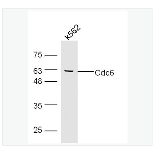 Anti-Cdc6 antibody-细胞分裂周期蛋白6抗体