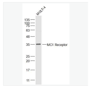 Anti-MC1R antibody-黑皮质素-1受体抗体