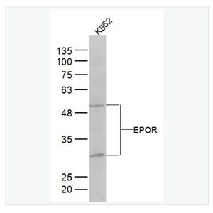 Anti-EPOR  antibody-红细胞生成素受体抗体