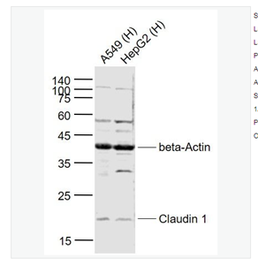 Anti-CLDN1 antibody-紧密连接蛋白1抗体,CLDN1