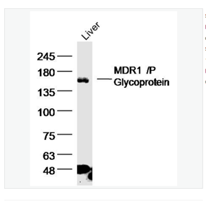 Anti-MDR1/P Glycoprotein antibody-多药耐药蛋白/P-糖蛋白(C端)抗体,MDR1/P Glycoprotein