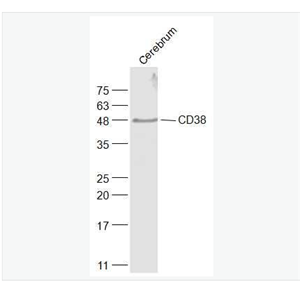 Anti-CD38  antibody-CD38抗体