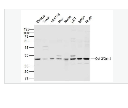 Anti-Oct-3/Oct-4 antibody-胚胎干细胞关键蛋白抗体,Oct-3/Oct-4