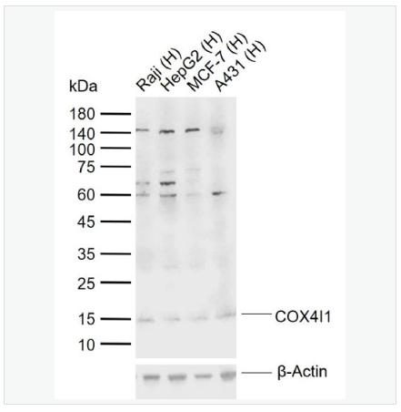 Anti-COX4I1 antibody-细胞色素c氧化酶IV亚型1抗体,COX4I1