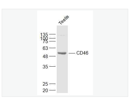 Anti-CD46 antibody-膜辅蛋白抗体,CD46