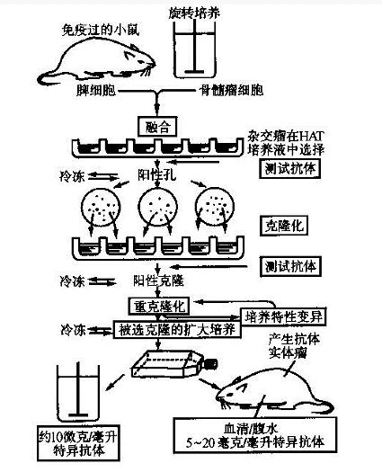 肥大細(xì)胞膜抑制性受體Allergin1蛋白,Allergin-1 Protein