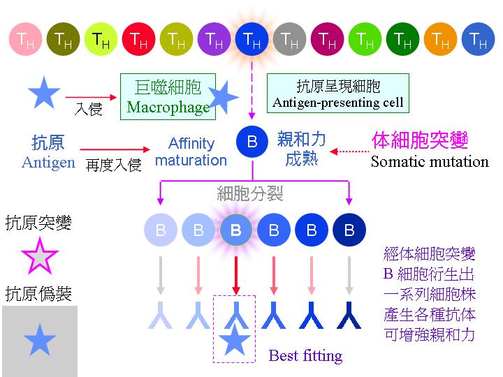 腺苷酸琥珀酸裂解酶蛋白,Adenylosuccinate Lyase Protein