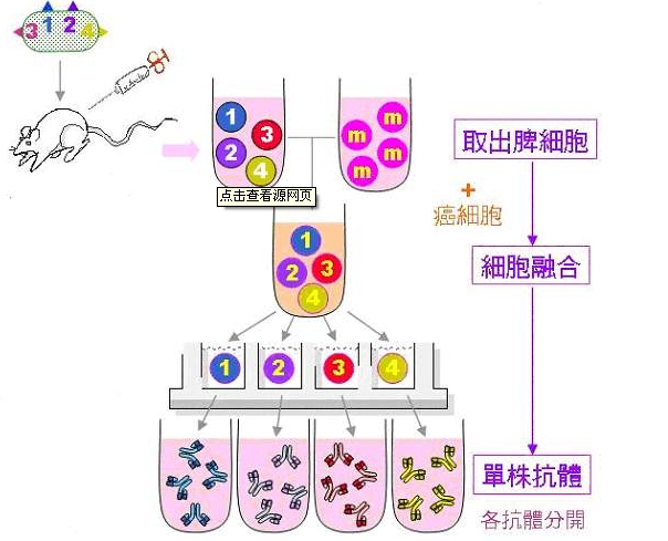 丙型肝炎病毒核结合蛋白-1蛋白,ACY3 Protein