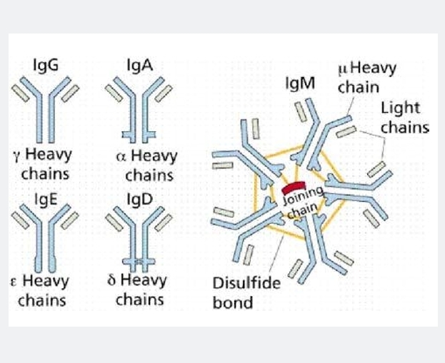 乙酰化组蛋白H1b蛋白,Acetyl-Histone H1.4 (K53) Protein