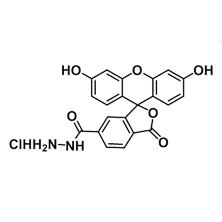 6-羧基荧光素-酰肼,FAM hydrazide,6-isomer;6-FAM-hydrazide