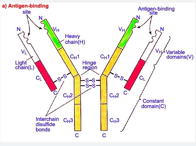 钠通道蛋白α ENaC,Alpha-ENaC Protein