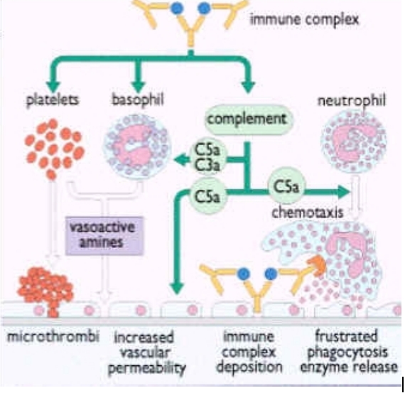 艾滋病病毒制約錨定蛋白,ANKHD1 Protein