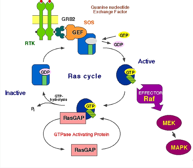 膜粘连蛋白A1蛋白,Annexin A1 Protein