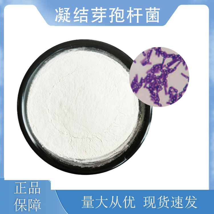 凝結(jié)魏茨曼氏菌；凝結(jié)芽孢桿菌,Bacillus coagulans