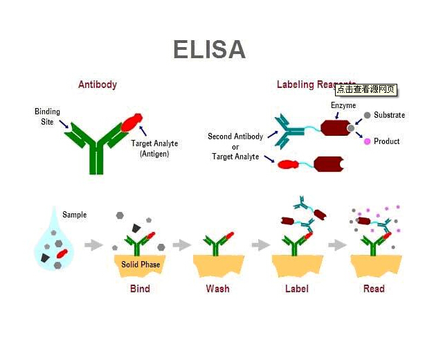 堿性磷酸酶蛋白,Alkaline Phosphatase Protein