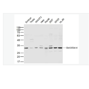 Anti-Oct-3/Oct-4 antibody-胚胎干细胞关键蛋白抗体