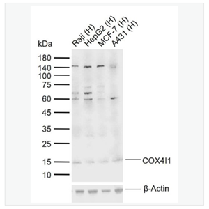 Anti-COX4I1 antibody-细胞色素c氧化酶IV亚型1抗体,COX4I1