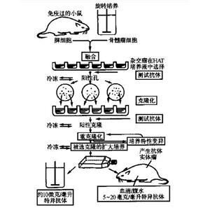 肥大细胞膜抑制性受体Allergin1蛋白，Allergin-1 Protein