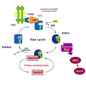 醛缩酶A蛋白，Aldolase A Protein