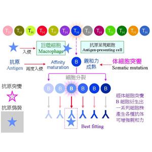 軟骨蛋白聚糖蛋白，Aggrecan Protein