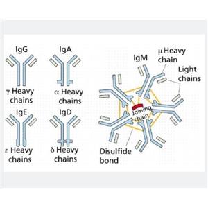 整合素样金属蛋白酶与凝血酶8型蛋白，ADAMTS8 Protein